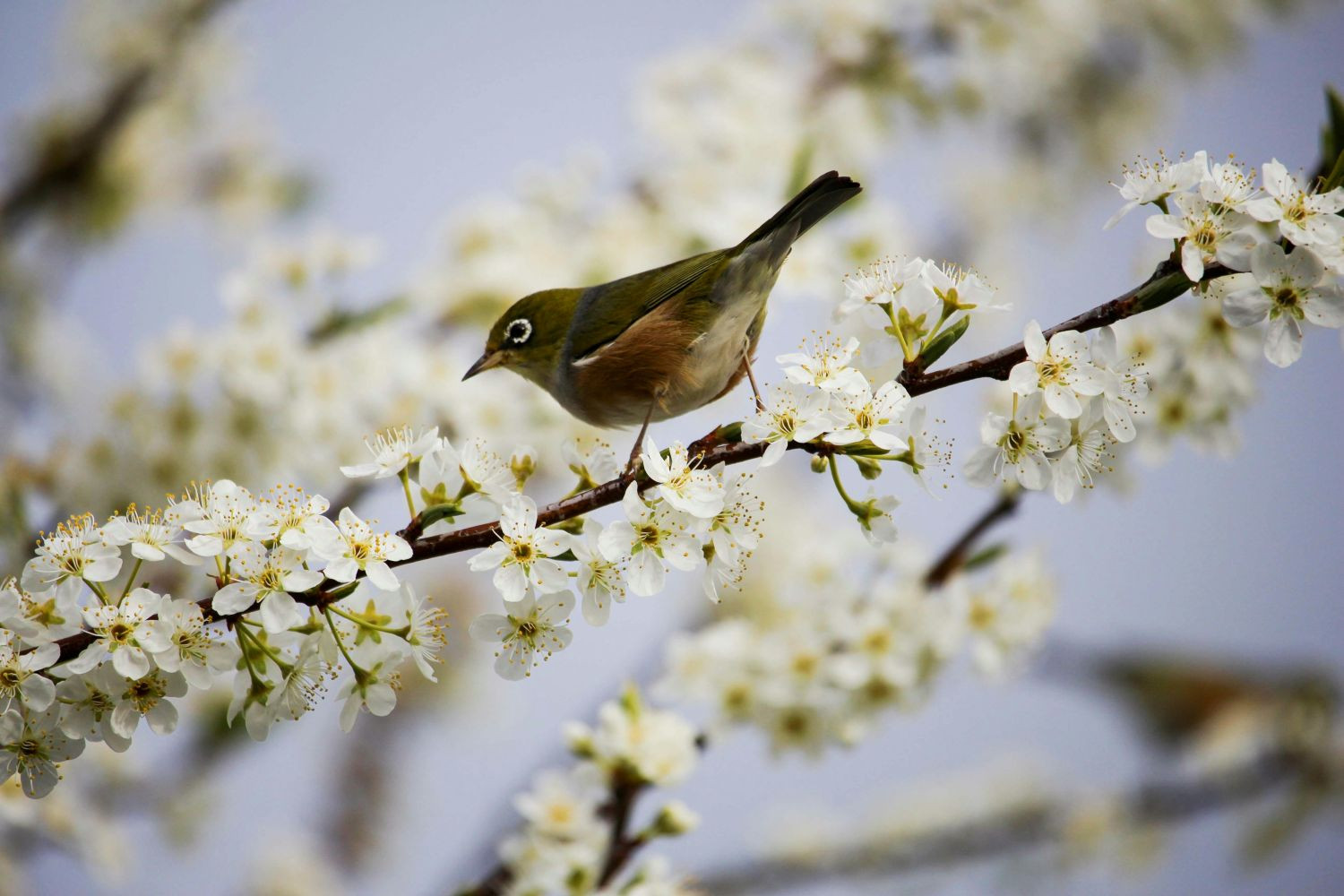 Van winter naar lente: Maak uw woonkamer lenteklaar